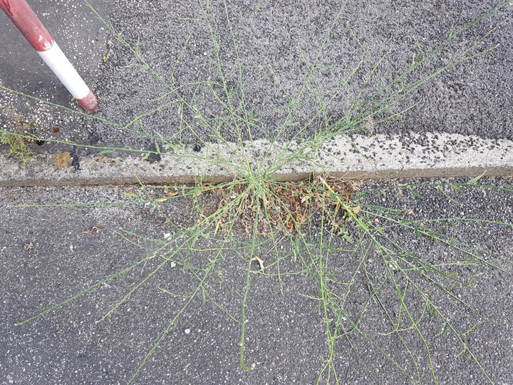 Pianta dai lunghi steli: Chondrilla juncea (Asteraceae)